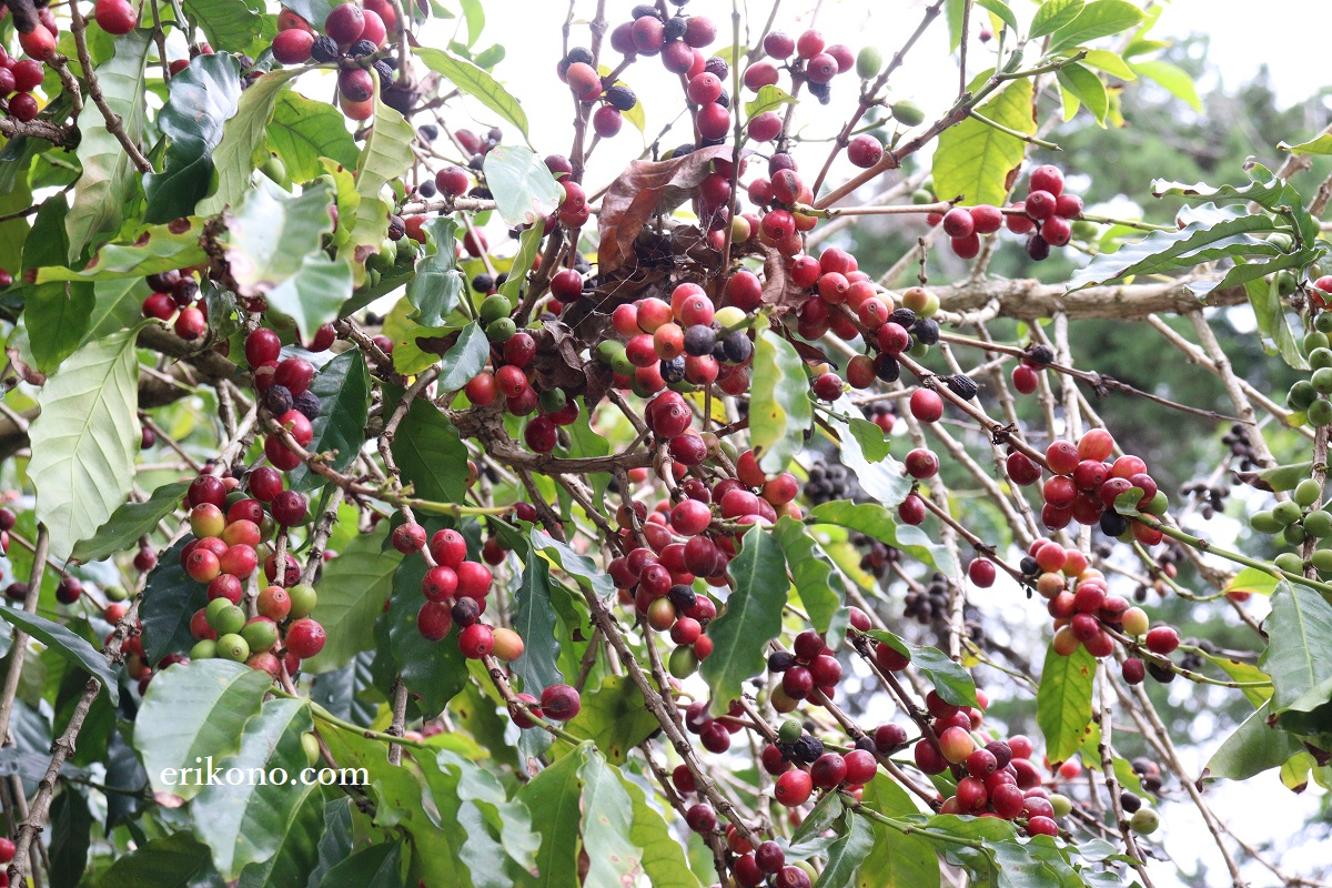 Tamborine Mountain Coffee Plantation ERIKON